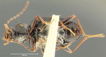 Media type: image;   Entomology 16287 Aspect: habitus ventral view